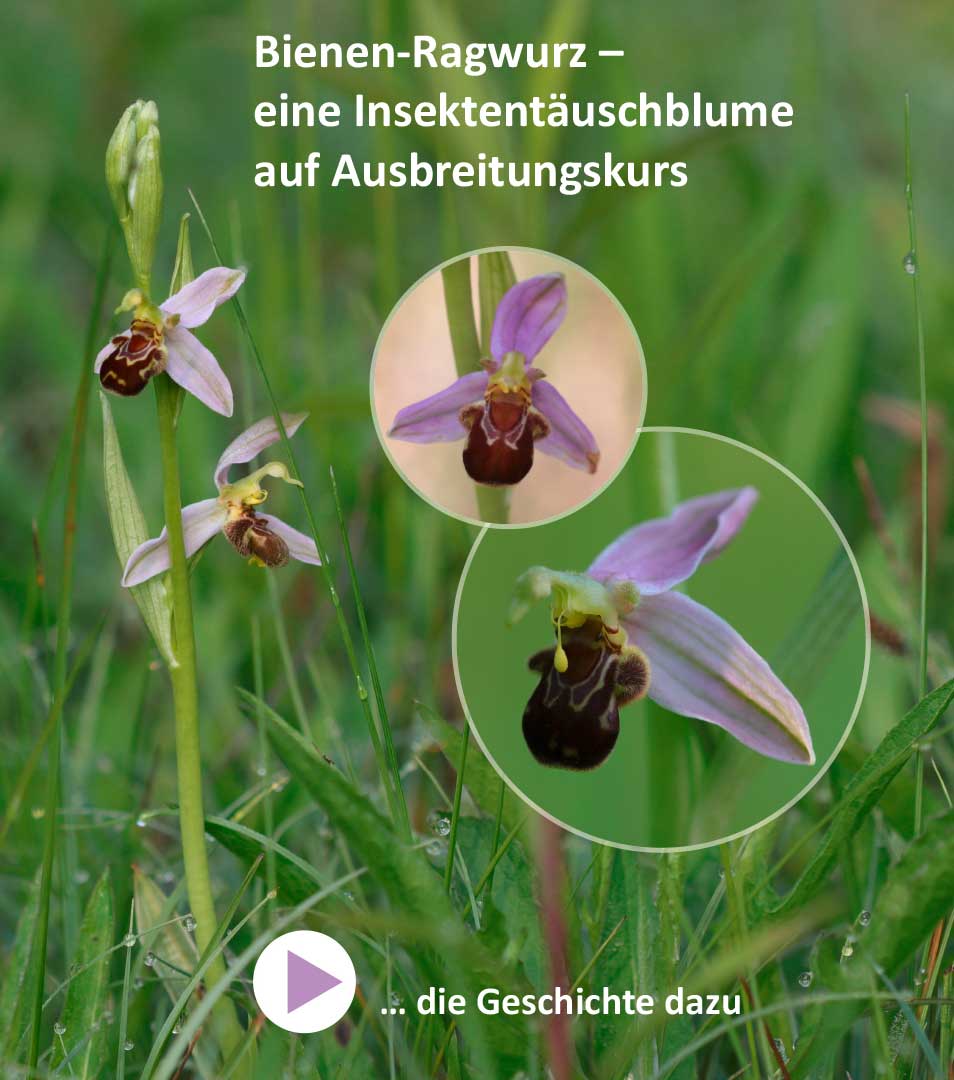Bienenragwurz
