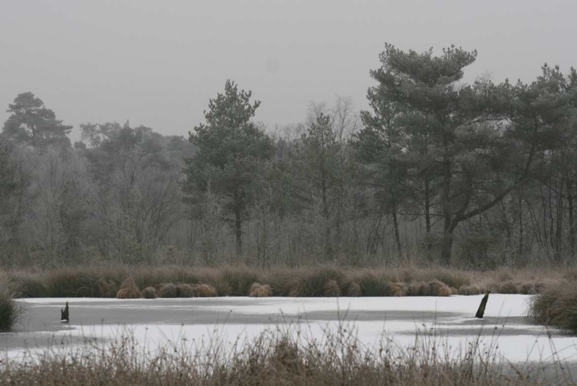 Das Venner Moor im Winter, Foto: Kerstin Wittjen (2018).