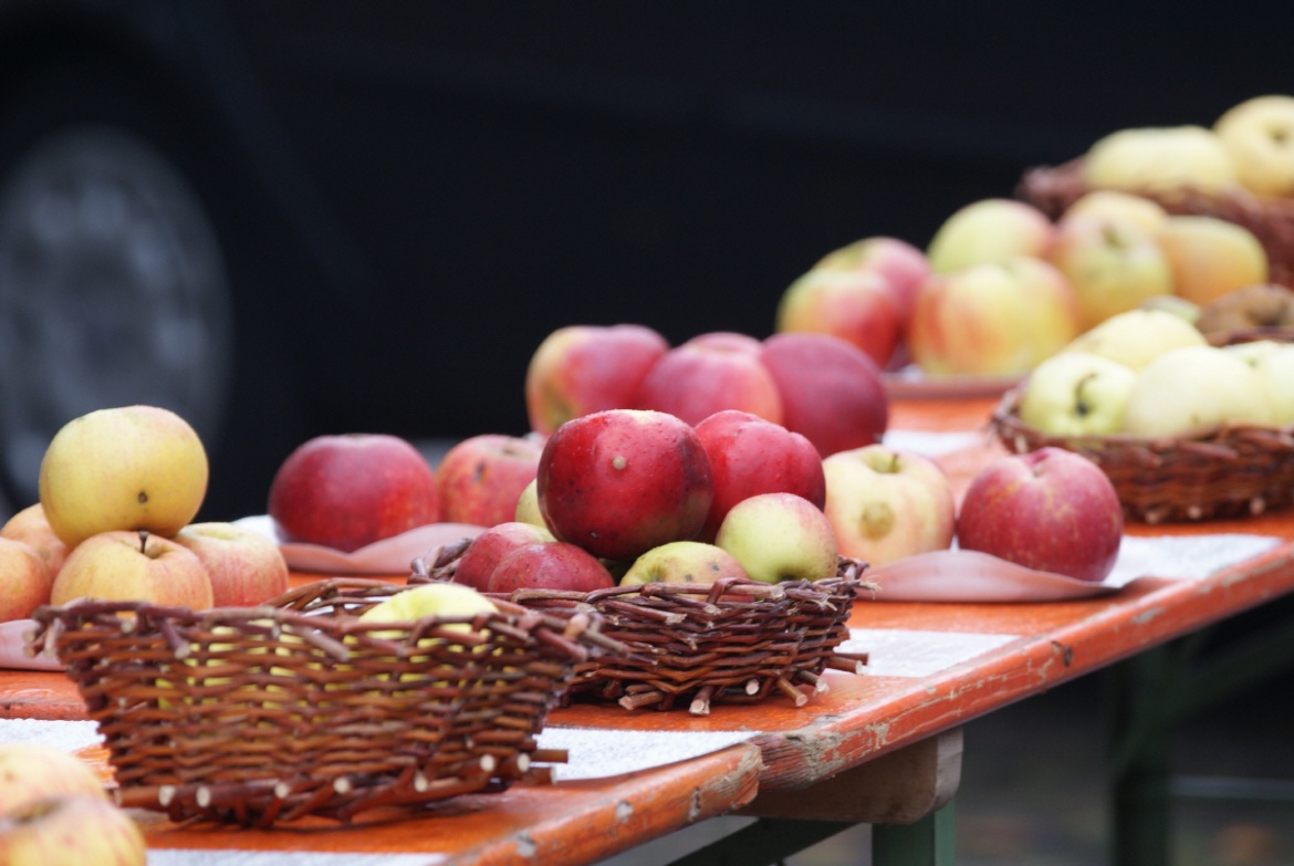 Alte und hochstämmige Sorten sind für den Erhalt der Streuobstwiesen wichtig, Foto: Birgit Stephan Alte und hochstämmige Sorten sind für den Erhalt der Streuobstwiesen wichtig, Foto: Birgit Stephan