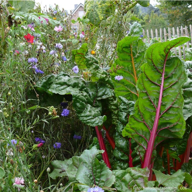 Gemüsegarten Gemüsegarten