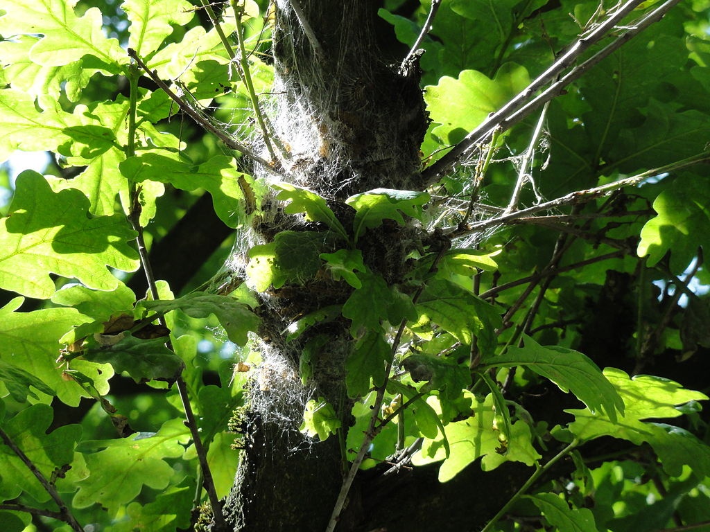 Raupen des Eichenprozessionsspinners im Nest am Stamm einer Eiche, Foto: rupp.de (CC BY-SA 1.0)