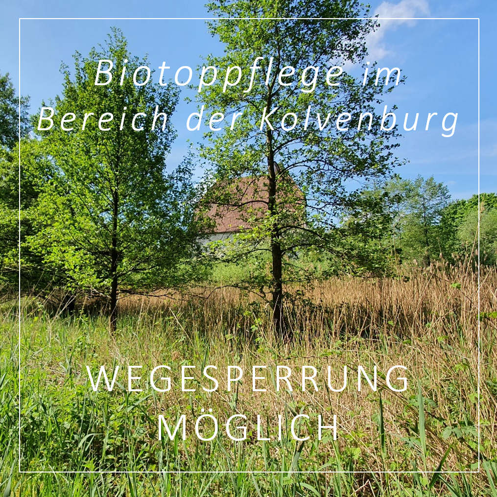 Schilfröhricht Kolvenburg, Foto: Naturschutzzentrum Kreis Coesfeld e.V. 