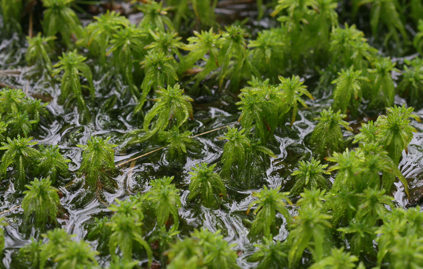 Elementar wichtig sind Torfmoose, die den Torfkörper eines Moores Bildes. Foto: Kerstin Wittjen