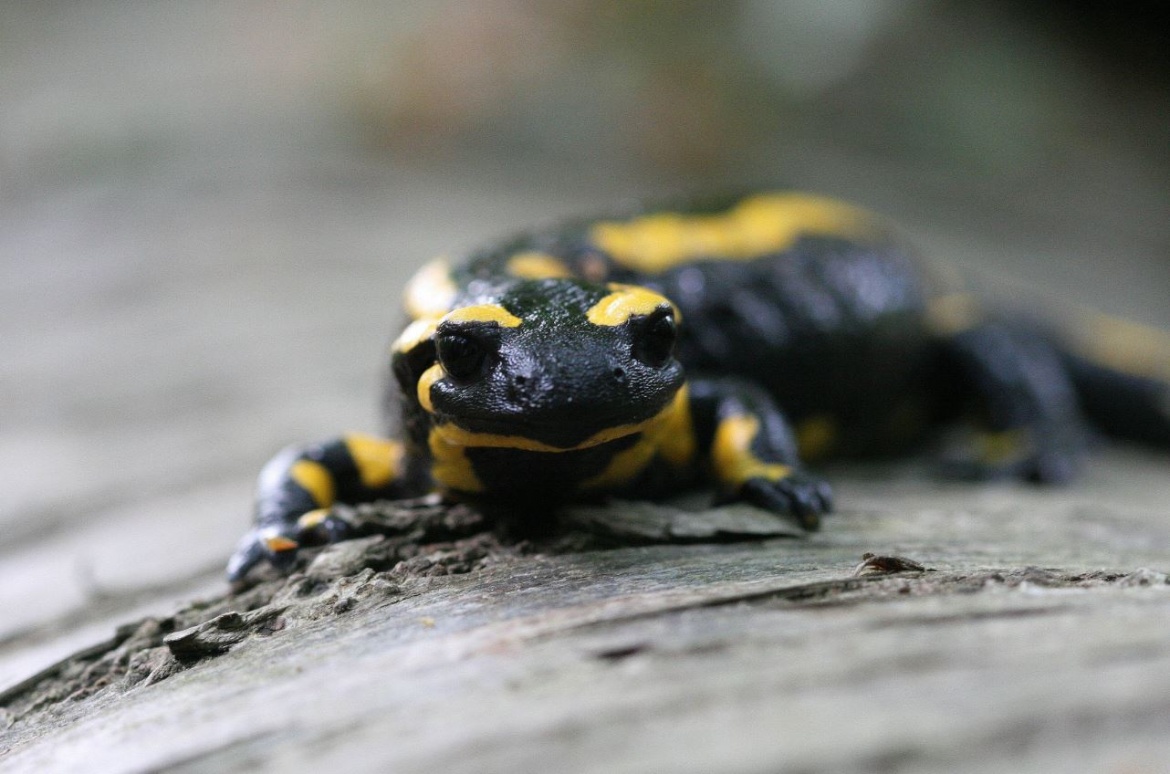 Feuersalamander, Foto: Kerstin Wittjen. 03_Feuersalamander_2725b_KW_klein