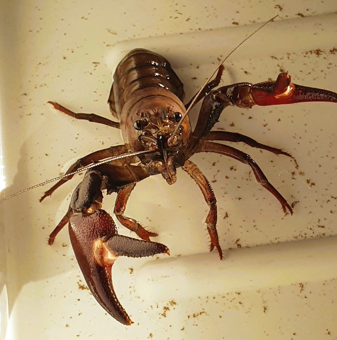 Signalkrebs (Pacifastacus leniusculus) Signalkrebs (Pacifastacus leniusculus)