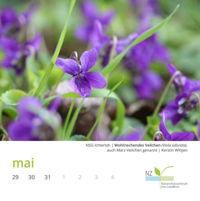 Ein Wohlriechendes Veilchen in Ichterloh zeigt sich auf einem Kalenderblatt im Mai.