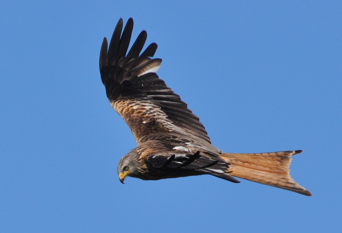 Rotmilan. Farbe und keilförmig angeordnete Schwanzfedern lassen den Greifvogel auch von weitem gut erkennen. Foto: Matthias Olthoff.