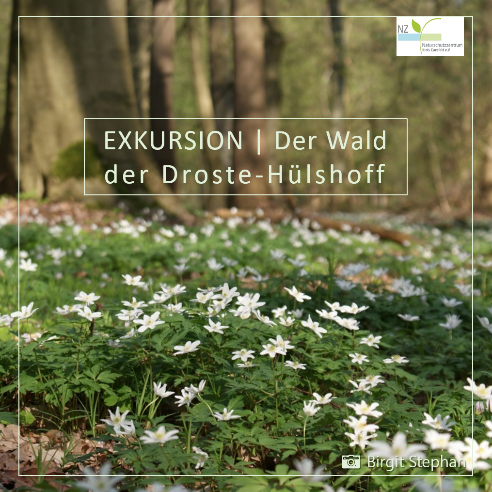 Exkursion Wald der Droste Hülshoff
