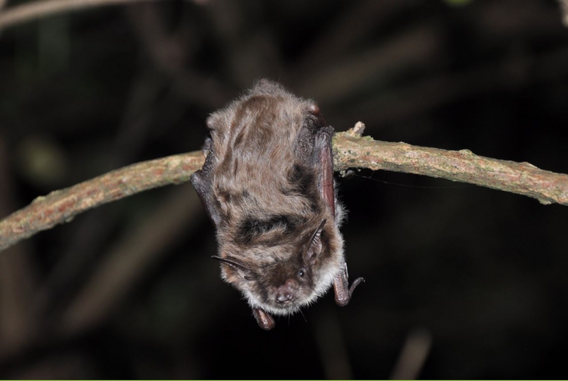 Teichfledermaus, Foto: Matthias Olthoff. Teichfledermaus Bockler Berg 20140917 MO (1)_klein