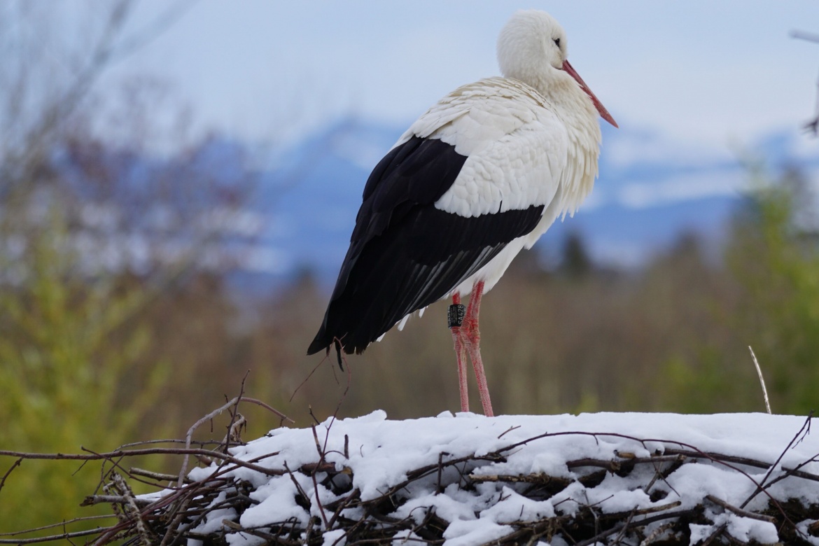 Weißstorch, Foto: pixabay.