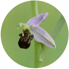 06_Ophrys apifera_Lippsches Holt_KW_8353_b