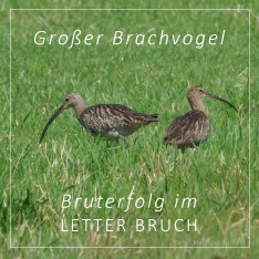 2020_08 Großer Brachvogel 2020_08 Großer Brachvogel