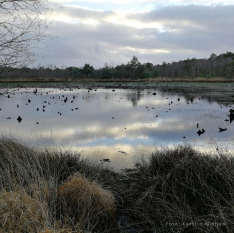 Das Venner Moor im Januar 2019, Foto: Kerstin Wittjen.