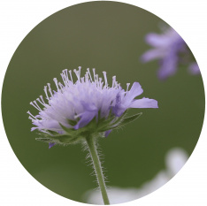 03_Knautia arvensis_KW_1742 03_Knautia arvensis_KW_1742