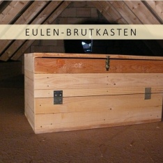 Der Brutkasten für die Schleiereule auf dem Dachboden, Foto: Catharina Kähler.