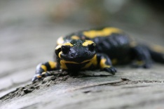 Feuersalamander, Foto: Kerstin Wittjen. 03_Feuersalamander_2725b_KW_klein