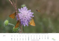 Das Kalenderblatt Juni präsentiert den "Treffpunkt" Acker-Wittwenblume von Rostfarbigem Dickkopffalter und einer Schwebfliege im Landeanflug. Foto: Kerstin Wittjen.