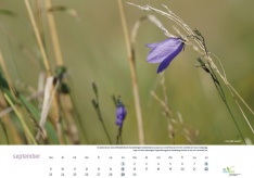 Das Kalenderblatt September repräsentiert mit der Rundblättrigen Glockenblume eindrucksvoll die zarte aber auch verletzliche Seite der Säume. Foto: Birgit Stephan.