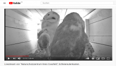 Auf dem YouTube-Kanal des Naturschutzzentrums kann das Leben in dem Schleiereulenkasten beobachtet werden.