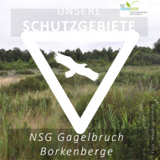 Gagelbruch Borkenberge (1)
