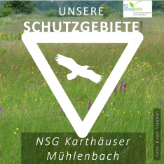 Karthäuser Mühlenbach (1)