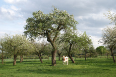 Streuobstwiese_©Th.Zimmermann Streuobstwiese_©Th.Zimmermann