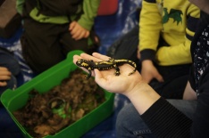 Kindergartenprogramm Kindergartenprogramm