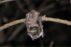 Teichfledermaus, Foto: Matthias Olthoff. Teichfledermaus Bockler Berg 20140917 MO (1)_klein