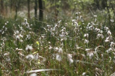 Wollgrasblüte, Foto: Kerstin Wittjen. Wollgrasblüte, Foto: Kerstin Wittjen.