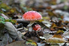 Fliegenpilz im Venner Moor, Foto: Kerstin Wittjen. Fliegenpilz im Venner Moor, Foto: Kerstin Wittjen.