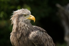 Seeadler, Foto: NABU / Klemens Karkow Seeadler, Foto: NABU / Klemens Karkow