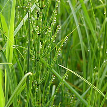 Sumpf-­Schachtelhalm (Equisetum palustre)