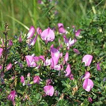 Dorniger Hauhechel (Ononis repens). In NRW im Bestand gefährdet (Rote Liste NRW 2020)