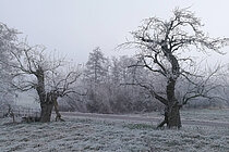 Apfelbäume Obstbaumveteranen im Nonnenbachtal
