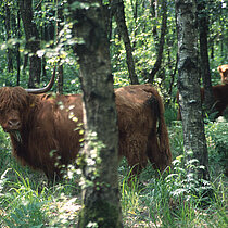 Schottisches Hochlandrind im Wald