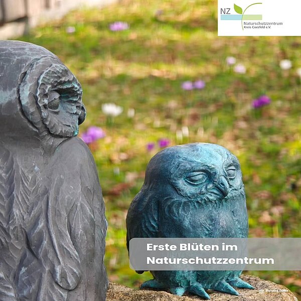 Die ersten Frühblüher im hinteren Garten werden von unseren Bronze-Eulen gut bewacht! Freut ihr&hellip;
