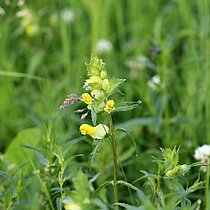 Großer Klappertopf (Rhinanthus serotinus). In NRW im Bestand gefährdet (Rote Liste NRW 2020)