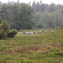 Pommersches Landschaf