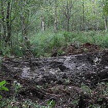 Abschnittsweiser Grabenverschluss: Einbau von einem mit Torf übererdeten Holzstau mit Nut und Feder im Moorbereich (Oktober 2016).