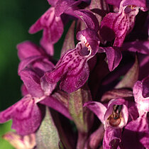 Breitblättriges Knabenkraut (Dactylorhiza majalis)