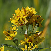 Gewöhnlicher Gilbweiderich Blüte
