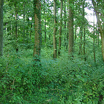 Auwald an der Berkel.