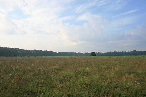 NSG Wildpferdebahn im Merfelder Bruch (Dülmen): Das Erscheinungsbild der Pfeifengraswiese wird vom hüfthohen Pfeifengras geprägt. Der Artenreichtum zeigt sich dem Betrachter erst beim Durchschreiten der Wiese.