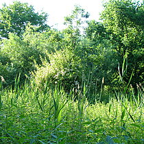 Vogelschutzgehölz Osterwick