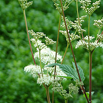 Echtes Mädesüß (Filipendula ulmaria) mit weißen Blüten.