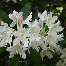 Im Venner Moor gibt es große Rhododendron-Bestände. Sie sind neophytisch und nicht standortgerecht. Zudem verdrängen sie die typische Wald- und Moorvegetation im Schutzgebiet, sodass sie aufwendig entfernt werden müssen.