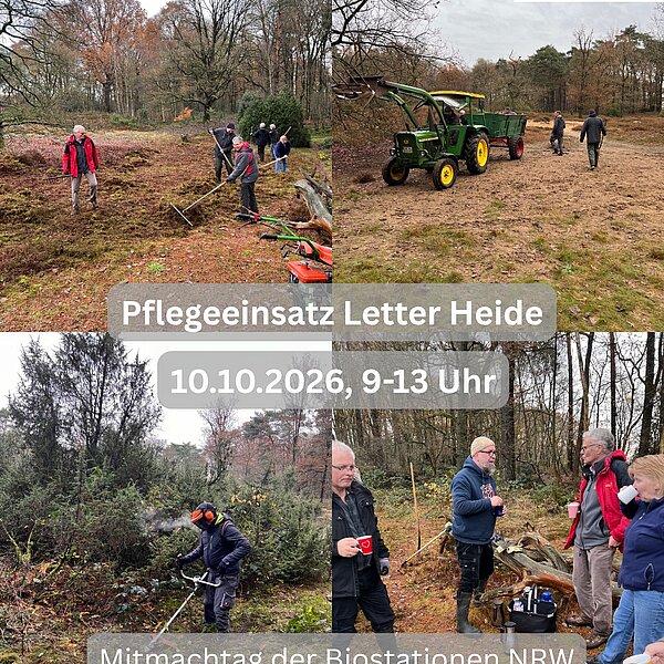 Instagram Post 18013915280971826 Pflegeeinsatz in der Letter Wacholderheide 🌿An diesem Samstag, den 10.10.2026, von 9 bis 13 Uhr…