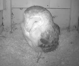 Screenshot des Livestream der Eulencam