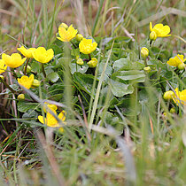 Sumpfdotterblume (Caltha palustris)