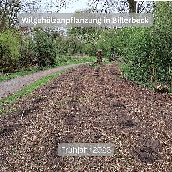 Neue Wildgehölzhecke in Billerbeck 🌿Im Frühjahr 2026 wurde in Billerbeck eine neue Wildgehölzhecke&hellip;
